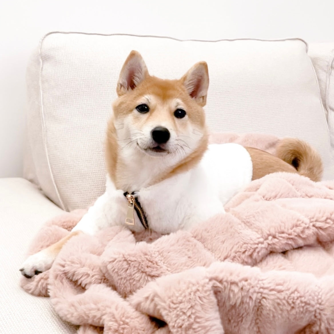 Furi Pet Coat - Bone