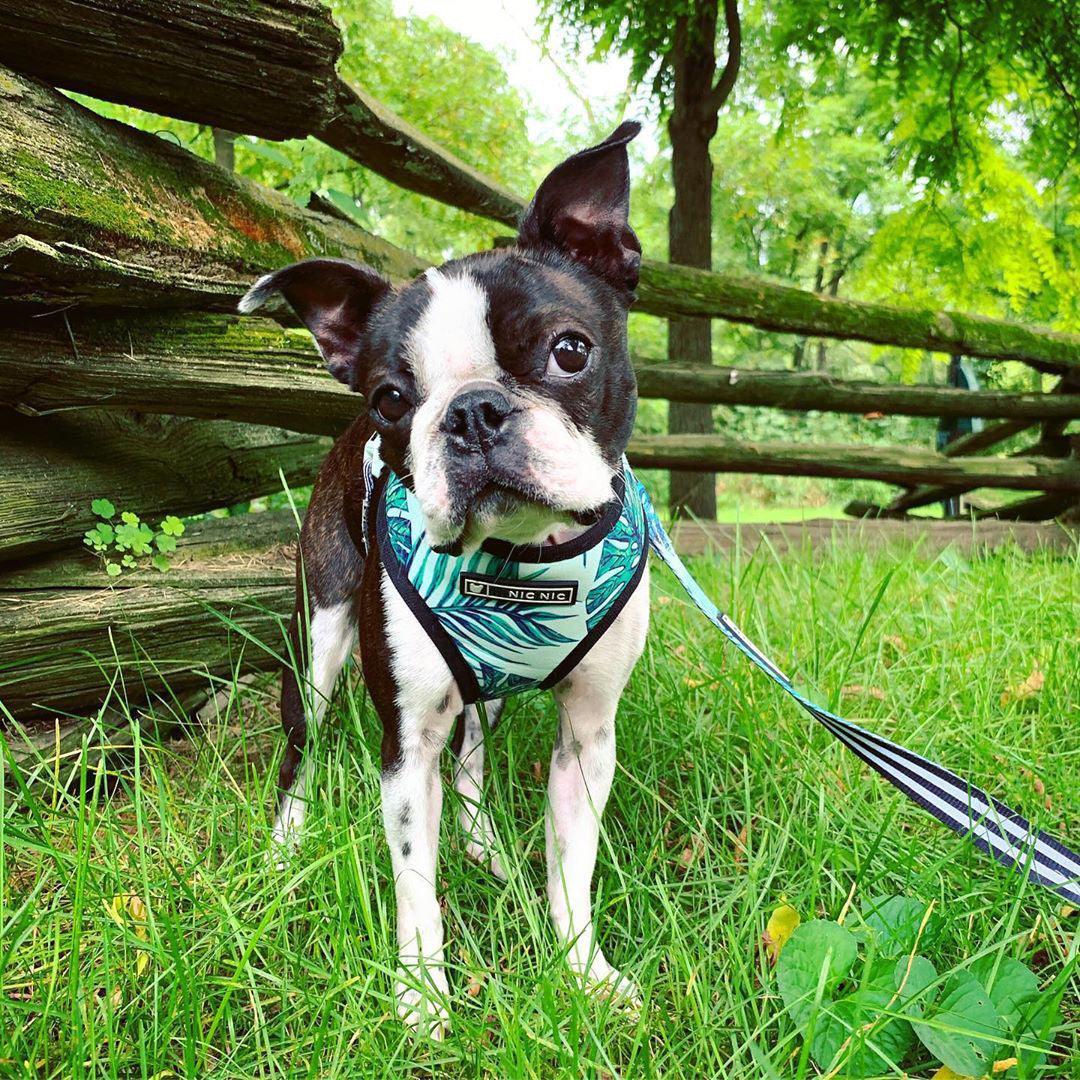 Adjustable Dog Harness and Leash Set