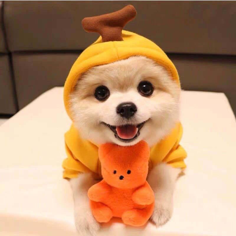 Cute Warm Small Dog Hoodies