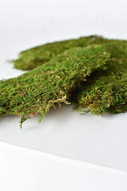 Preserved Sheet Moss, 8" x 9" piece