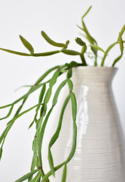 23" Faux Hanging Pencil Cactus Succulent Bush